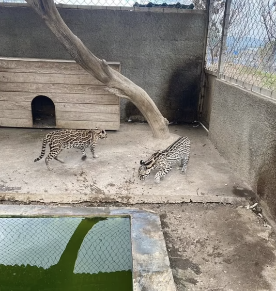 A look inside Tocor&oacute;n, Venezuela&rsquo;s gang-run prison that mined bitcoin